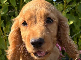 Cocker spaniel puppys