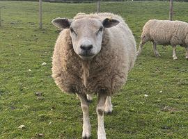 4 cull or breeding 3yr old ewes