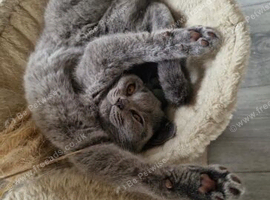Only 2 sweet little blue Britishshorthair female kittens are available for sale