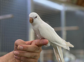 Quaker parrot