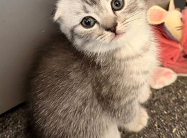 Scottish straight and Scottish fold kittens
