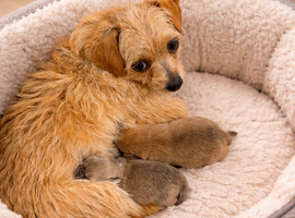 Beautiful miniature chorkie puppies