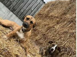 Looking for a forever home