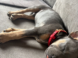 Grey & tan staffy