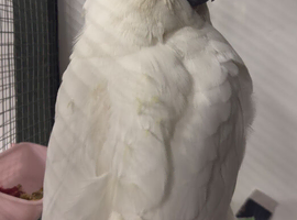 Baby Sulphur-crested & Umbrella Cockatoos