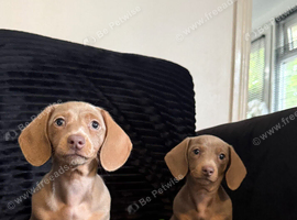 Last girl ready now, miniature dachshund