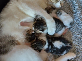 Kittens searching for a forever home