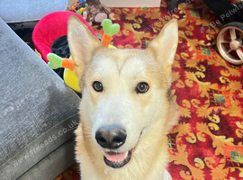 German Shepard x Akita Male