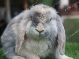 Mini lop baby rabbits ready now