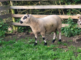 Wanted store sheep grazing ewes, cull ewes, store hoggs or store lambs