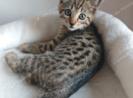 Bengal Mix Kittens Ready To Leave