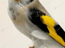 Goldfinch cock wanted