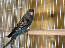 Black face budgies