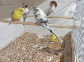 Baby budgies for sale &pound;25 each