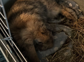 Bunny for sale