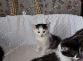 Beautiful Kittens Looking for Their Forever Homes