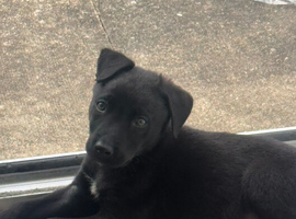 Puppies