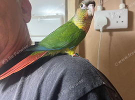 Green cheek conure