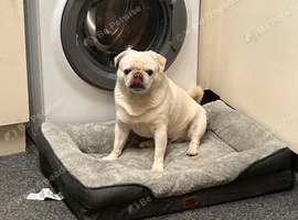 White pug looking for a new home