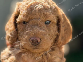 Cockapoo