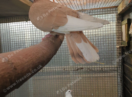 Roller pigeons