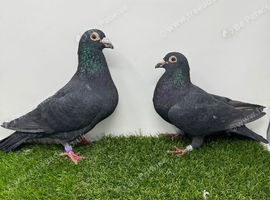 Black Racing pigeons.