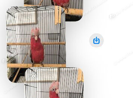 Galah cockatoo