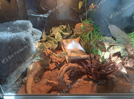 2.5 year old female with Vivarium