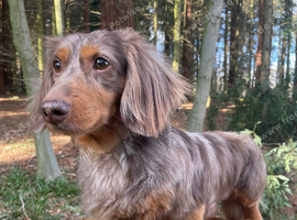 Mini long haired dapple boy
