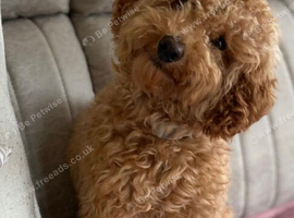 Toy poodle male