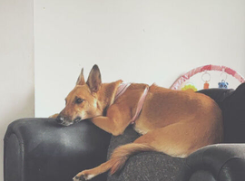German Shepherd Cross greyhound