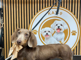 Beautiful long haired miniature Dachshund