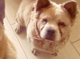 German shepherd cross chow chow cross French bulldog