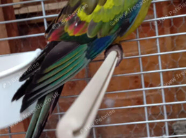 Regency Parrots (Rockpebblers)