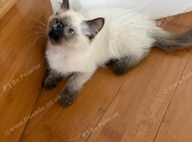 Ragdoll cat