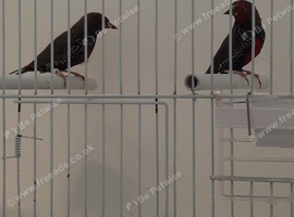 PAINTED FINCH COCK BIRDS