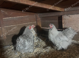 5 Pekin hens for sale