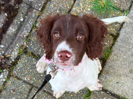 8 months old femail springer spaniel