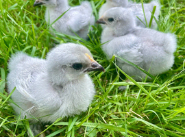 Week old lavender pekin chicks
