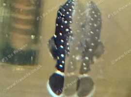 L183 Starlight Pleco Babies