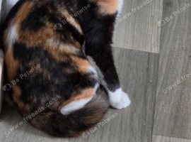Calico girl
