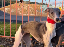 Whippet bitch 2 year old blue party