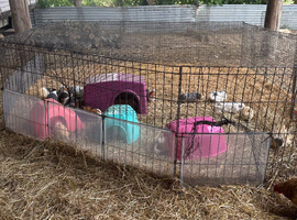 Baby Guinea pigs