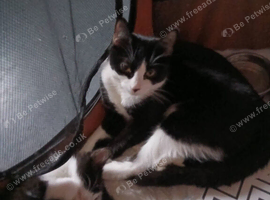 Female black and white cat
