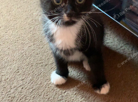 2 male mixed breed kittens