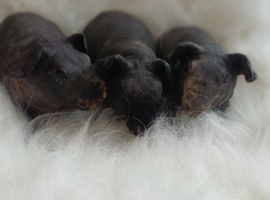 Skinny pigs and carriers