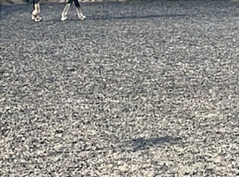 Blue roan cob gelding for sale