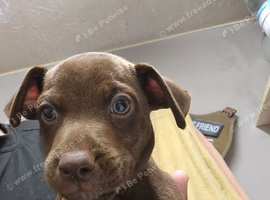 Patterdale Terriers Pups For Sale