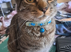 Male kitten Looking a forever