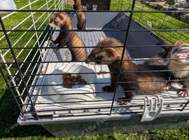 Polecats